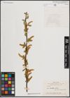 Foto von Salix excelsa S. G. Gmel.